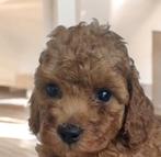 Toypoedel pups toy poedel mini poedel, Dieren en Toebehoren, Poedel, CDV (hondenziekte), 8 tot 15 weken, Meerdere