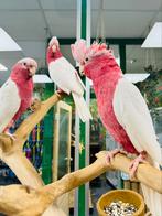 Lutino Rose, Dieren en Toebehoren, Vogels | Parkieten en Papegaaien, Papegaai, Mannelijk, Pratend