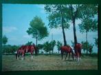 (804) Dierenkaart: PAARDEN, Verzamelen, Ansichtkaarten | Dieren, Verzenden, Ongelopen, Paard