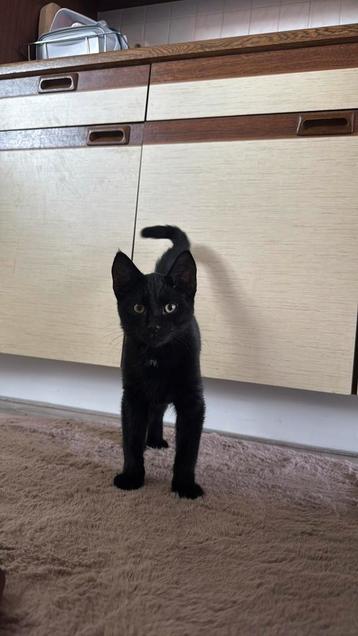 HuisDier beschikbaar voor biedingen