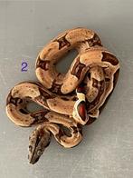 Jonge boa constrictors slangen, Dieren en Toebehoren, Reptielen en Amfibieën, Slang, 0 tot 2 jaar