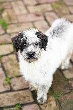 Olly, poedeltje mix reutje gec 1 jaar, Dieren en Toebehoren, Honden | Niet-rashonden, Particulier, Rabiës (hondsdolheid), Reu