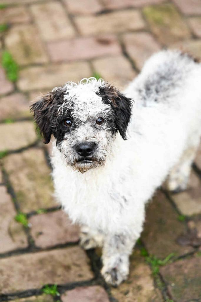 Olly, poedeltje mix reutje gec 1 jaar, Dieren en Toebehoren, Honden | Niet-rashonden, Klein, Reu, Particulier, Eén hond, Buitenland