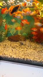 Te koop Platys diverse kleuren, Vis, Zoetwatervis