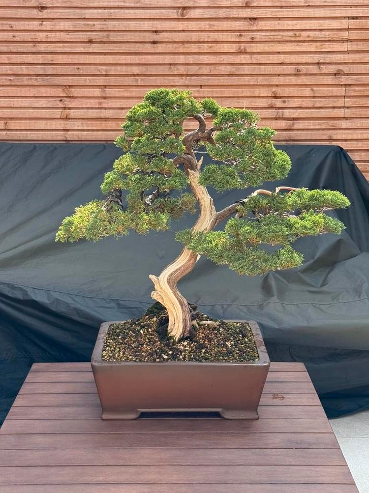 Bonsai Juniperus Kishu, Tuin en Terras, Planten | Bomen, Overige soorten, Minder dan 100 cm, Volle zon, Bloeit niet, In pot, Ophalen