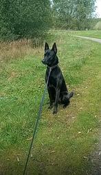 Dekreu mechelse herder  NIET TE KOOP!!!, Rabiës (hondsdolheid), Reu, Eén hond, 3 tot 5 jaar