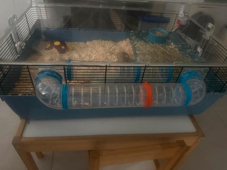 Hamster 6 maanden oud + kooi & meeneemkooi, Dieren en Toebehoren, Knaagdieren en Konijnen | Hokken en Kooien, Zo goed als nieuw