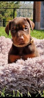 Dobermann puppy's beschikbaar, Dieren en Toebehoren, België, Fokker | Hobbymatig, Rabiës (hondsdolheid), 8 tot 15 weken