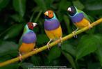 Gezocht alle soorten ons passende tropen, Dieren en Toebehoren, Vogels | Overige Vogels, Meerdere dieren, Tropenvogel