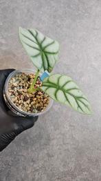 Alocasia Silver Dragon (sport variegata), Huis en Inrichting, Kamerplanten, Ophalen of Verzenden, Halfschaduw, Minder dan 100 cm