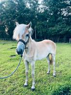 Lieve Haflinger, Dieren en Toebehoren, Pony's, Merrie, Recreatiepony, Met stamboom, 0 tot 2 jaar