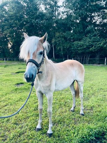 Lieve Haflinger beschikbaar voor biedingen