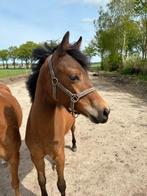 Merrie jaarling, Merrie, 0 tot 2 jaar, Recreatiepony