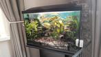 Compleet superfish 70 liter aquarium op standaard, Dieren en Toebehoren, Ophalen, Gebruikt, Leeg aquarium