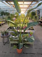 Paradijsvogelplant – Strelitzia Alba grote plant 175 cm hoog, Ophalen, Overige soorten, Volle zon