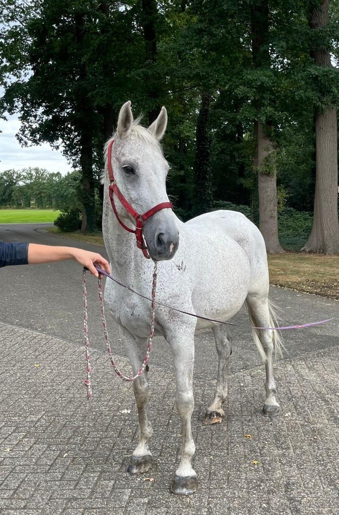 Te koop: Lieve merrie, Dieren en Toebehoren, Paarden, Merrie, Niet van toepassing, 160 tot 165 cm, 11 jaar of ouder, Recreatiepaard