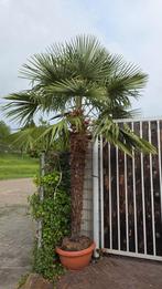 Palmboom, Ophalen of Verzenden, Zomer, Volle zon, Palmboom