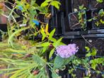 Roze vlinderstruik, Ophalen, Zomer, Overige soorten, Volle zon