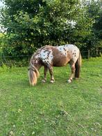 Appaloosa shetlanders te koop, Dieren en Toebehoren, Pony's, Hengst, A pony (tot 1.17m), 3 tot 6 jaar, Gechipt