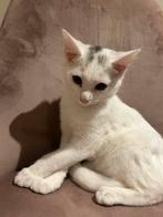 twee kittens, Dieren en Toebehoren, Katten en Kittens | Overige Katten, Poes