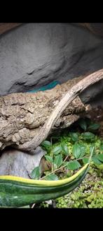 Williamsi man, Hagedis, 0 tot 2 jaar