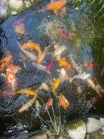 Koi karpers, Karper of Koi