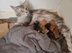 Halve Maine Coon kittens, Dieren en Toebehoren, Katten en Kittens | Raskatten | Langhaar, Meerdere dieren, Gechipt, 0 tot 2 jaar