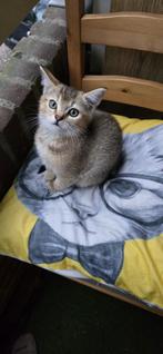 British Shorthair, Dieren en Toebehoren, Katten en Kittens | Raskatten | Korthaar, Met stamboom, 0 tot 2 jaar