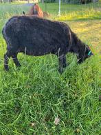 Ouessant schaap ooi, Dieren en Toebehoren, Schapen, Geiten en Varkens, Vrouwelijk, Schaap