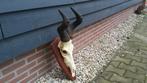 hoorns gewei geweien, Ophalen of Verzenden, Zo goed als nieuw, Wild dier, Gewei of Kop