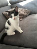 Kater, Dieren en Toebehoren, Katten en Kittens | Overige Katten, Meerdere dieren, Kortharig, 0 tot 2 jaar