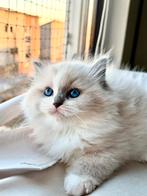 Ragdoll Kittens van Aydın SK-Met Stamboom & Veel Liefde fok, Dieren en Toebehoren, Katten en Kittens | Raskatten | Langhaar, Meerdere dieren