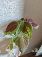 2 siernetels/coleus BESCHIKBAAR TOT 18 JUNI, Ophalen, Overige soorten, Minder dan 100 cm