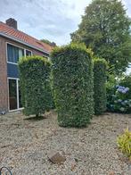 4 x groene beuken pilaar vierkant, Ophalen, Beukenhaag
