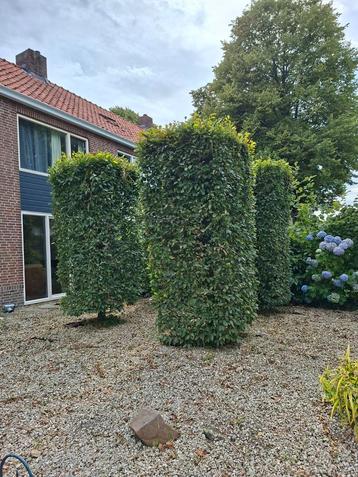 4 x groene beuken pilaar vierkant beschikbaar voor biedingen
