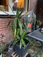 Grote Yucca met plantenbak, Ophalen of Verzenden, Overige soorten, Volle zon