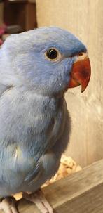 Jonge Halsbandparkieten | Div. Kleuren | Handtam, Dieren en Toebehoren, Meerdere dieren, Parkiet, Pratend