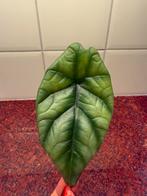 Alocasia silver dragon (1), Ophalen of Verzenden, Halfschaduw, Minder dan 100 cm