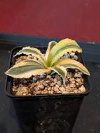 Sanseveria Katana, Overige soorten, Minder dan 100 cm, Groene kamerplant, Halfschaduw