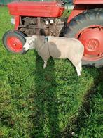 ram/dekram, Dieren en Toebehoren, Schapen, Geiten en Varkens, Mannelijk, Schaap, 0 tot 2 jaar