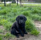 Labrador pups, mogen verhuizen, Dieren en Toebehoren, Honden | Retrievers, Spaniëls en Waterhonden, Particulier, Meerdere, 8 tot 15 weken