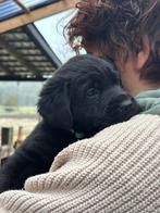 Teefje Labrador x Oudduitse herder stokhaar pups, Dieren en Toebehoren, 8 tot 15 weken, Meerdere, Meerdere dieren, Nederland