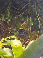 Dendrobates Tinctorius Nominat, Dieren en Toebehoren, Amfibie, 0 tot 2 jaar