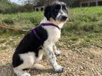 Lieve Sawyer zoekt een rustig en geduldig baasje, Particulier, Rabiës (hondsdolheid), 15 weken tot 1 jaar, Reu