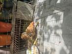 1 kip 1 ei per dag, Dieren en Toebehoren, Vogels | Kanaries, Geslacht onbekend, Bastaard