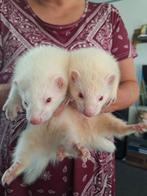 Jonge albino fretje's, Mei, Mannelijk