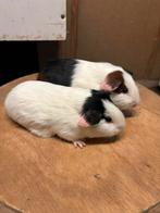 Berenkoppeltje, Dieren en Toebehoren, Knaagdieren, December, Mannelijk, Cavia