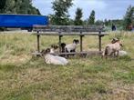 2 drentde heideschaap rammen, Dieren en Toebehoren, Schapen, Geiten en Varkens, Mannelijk, Schaap