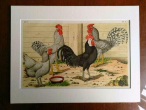 Litho Nuyens Bungartz Lubbert Pluimvee Vogels Kip Haan 1883, Antiek en Kunst, Kunst | Litho's en Zeefdrukken, Ophalen of Verzenden