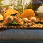 Roze Posthoornslak / ramshoornslak / aquariumslak, Dieren en Toebehoren, Vissen | Aquariumvissen